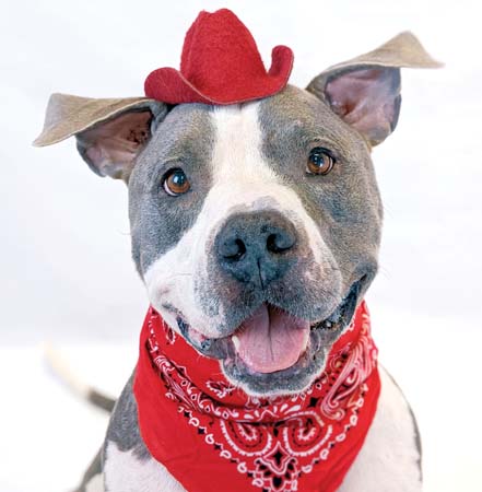 Pet of the Week
